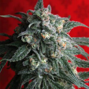 A-Train Feminised Seeds by T.H. Seeds