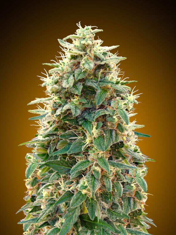 00 Cheese Auto Feminised Seeds by 00 Seeds