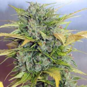 AK-47 Auto Feminised Seeds by Serious Seeds