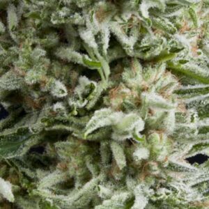 Auto Amnesia Gold Feminised Seeds by Pyramid Seeds