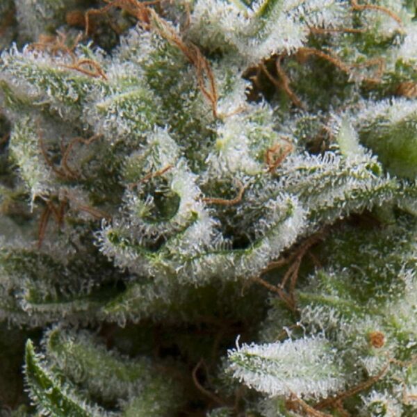 Auto Anesthesia Feminised Seeds by Pyramid Seeds