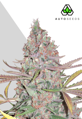 Berry Ryder Auto Feminised Seeds by Auto Seeds