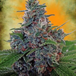 Blue Amnesia Auto Feminised Seeds by Ministry of Cannabis