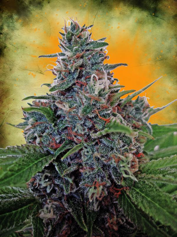 Blue Amnesia Auto Feminised Seeds by Ministry of Cannabis