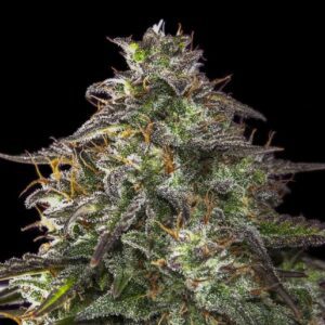 Blueberry Cheesecake Auto Feminised Seeds by Female Seeds