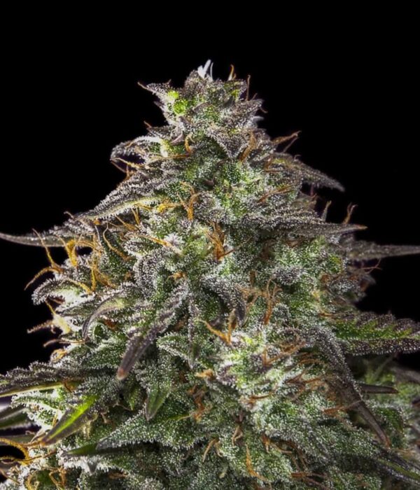 Blueberry Cheesecake Auto Feminised Seeds by Female Seeds