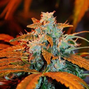 Berry Auto Feminised Seeds by G13 Labs