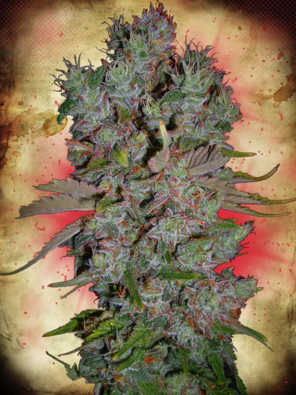 Blueberry Domina Auto Feminised Seeds by Ministry of Cannabis