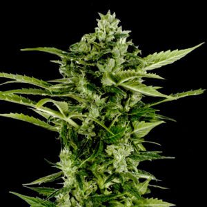 Auto-Bomb Feminised Seeds by Greenhouse Seed Co.