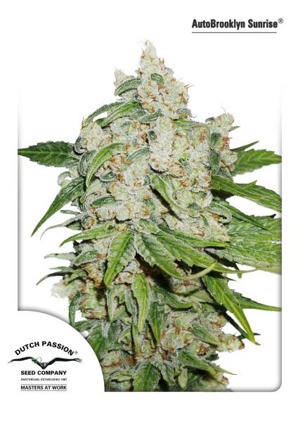 Brooklyn Sunrise Auto Feminised Seeds by Dutch Passion