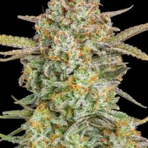 Bruce Banner XXL Auto Feminised Seeds by Advanced Seeds