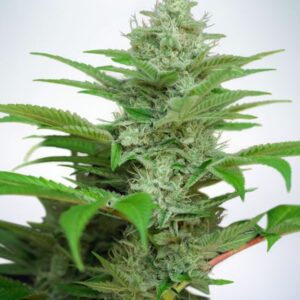 Star CBD Auto Feminised Seeds by Ministry of Cannabis