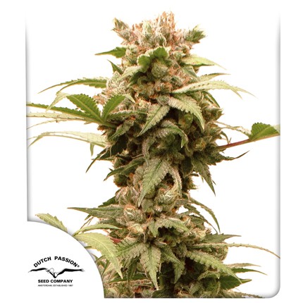 CBG-Force Auto Feminised Seeds by Dutch Passion