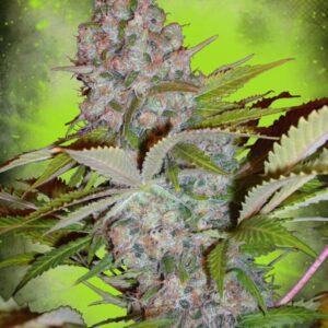 Cheese NL Auto Feminised Seeds by Ministry of Cannabis