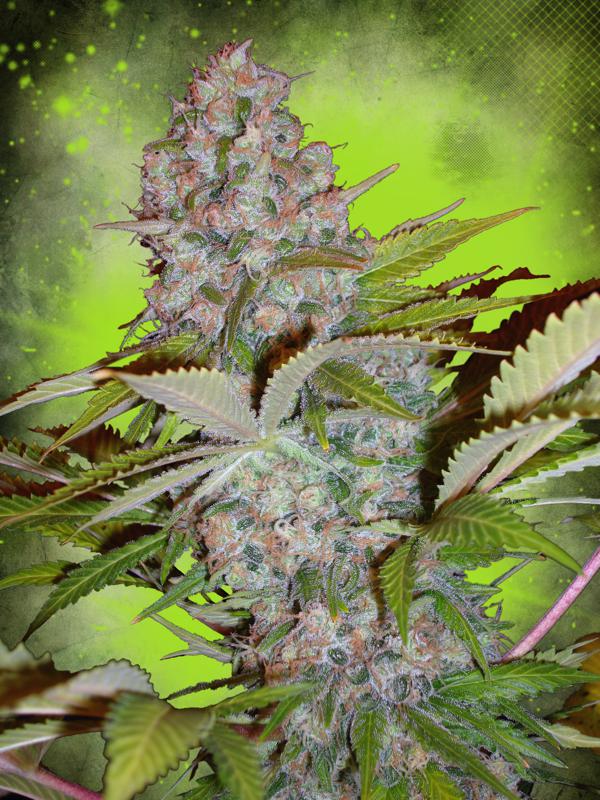 Cheese NL Auto Feminised Seeds by Ministry of Cannabis
