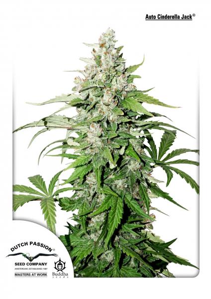 Cinderella Jack Auto Feminised Seeds by Dutch Passion