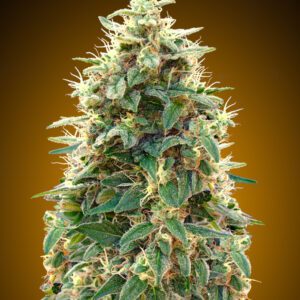 Automatik Collection #3 Auto Feminised Seeds by 00 Seeds