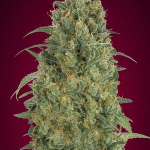 Collection #5 Auto Feminised Seeds by Advanced Seeds