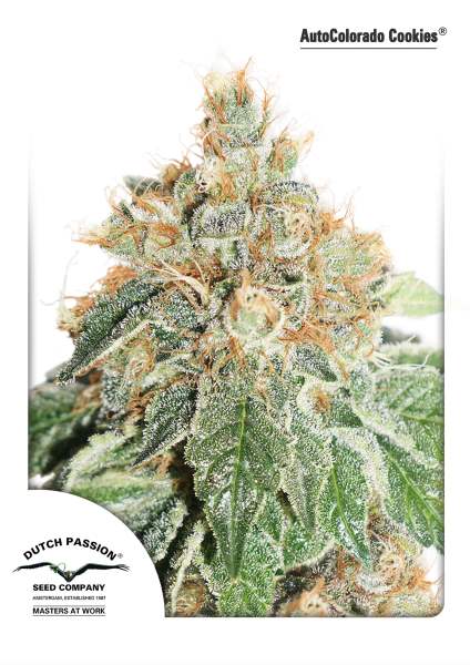 Colorado Cookies Auto Feminised Seeds by Dutch Passion