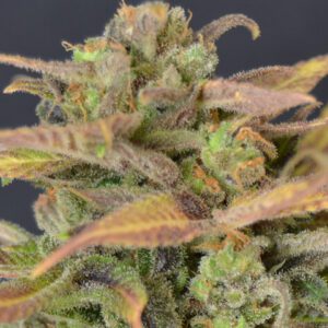 Critical Auto Feminised Seeds by CBD Seeds
