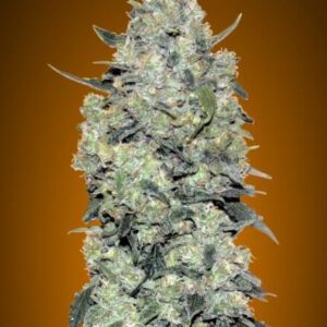 Critical Mass Auto Feminised Seeds by Advanced Seeds