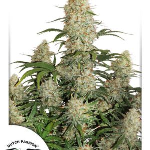 Critical Orange Punch Auto Feminised Seeds by Dutch Passion