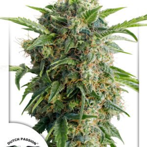 Daiquiri Lime Auto Feminised Seeds by Dutch Passion