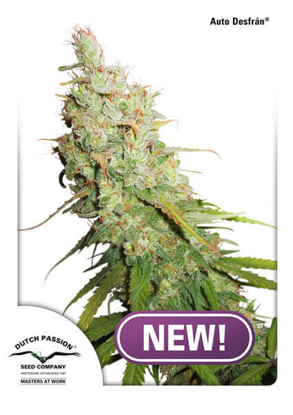Desfran Auto Feminised Seeds by Dutch Passion
