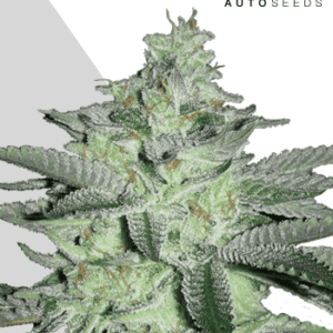 Diesel Berry Auto Feminised Seeds by Auto Seeds