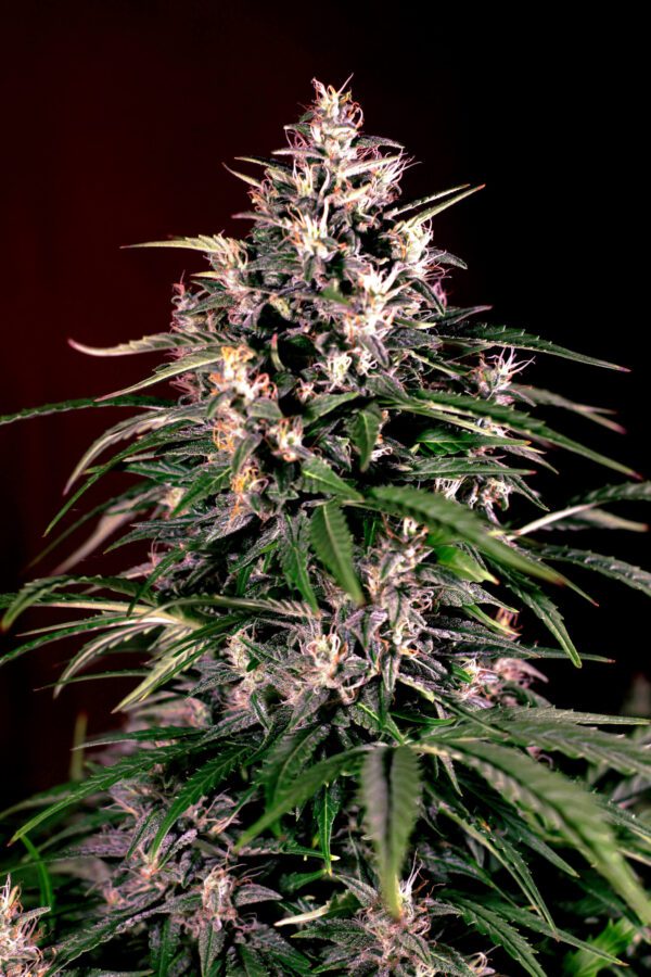 Dosi Auto Feminised Seeds by G13 Labs