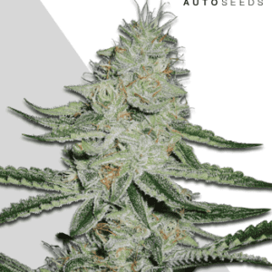 Dreamberry Auto Feminised Seeds by Auto Seeds