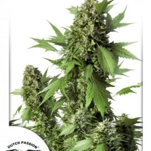 Duck Auto Feminised Seeds by Dutch Passion