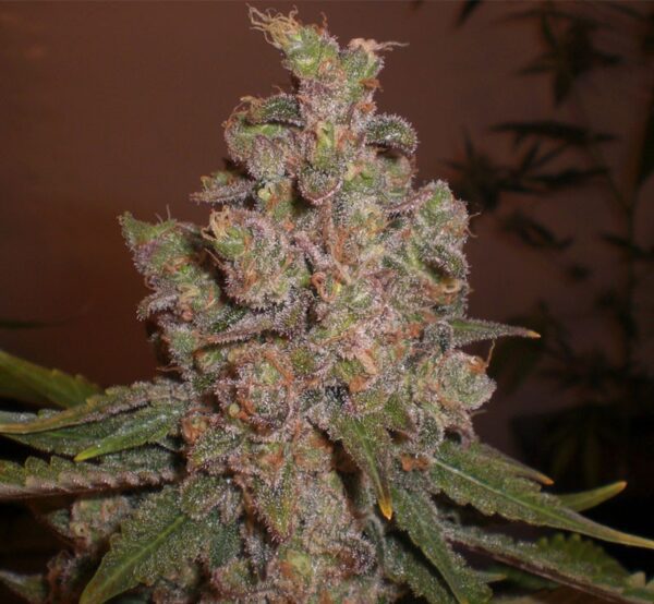 Cheese Auto Feminised Seeds by Expert Seeds