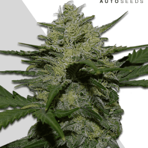 Girl Scout Cookies Auto Feminised Seeds by Auto Seeds