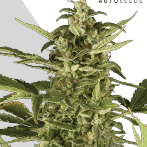 Juicy Lucy Auto Feminised Seeds by Auto Seeds