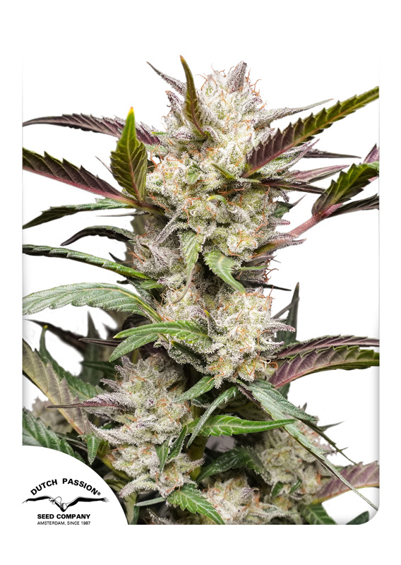 Mimosa Punch Auto Feminised Seeds by Dutch Passion
