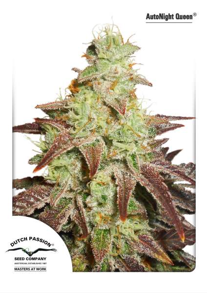 Night Queen Auto Feminised Seeds by Dutch Passion