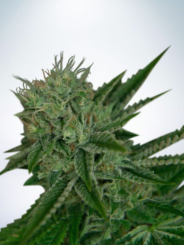 Northern Lights Auto Feminised Seeds by Ministry of Cannabis