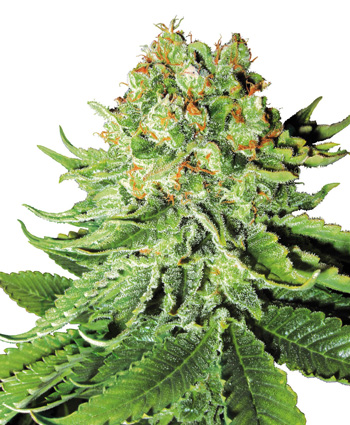 Auto Northern Lights Feminised Seeds by White Label Seed Company