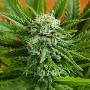 Pineapple Express Auto Feminised Seeds by G13 Labs