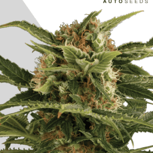 Pounder Auto Feminised Seeds by Auto Seeds