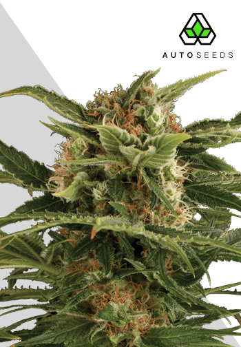 Pounder Auto Feminised Seeds by Auto Seeds