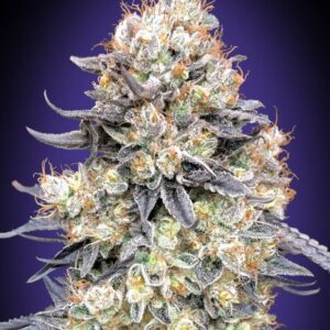 Purple Punch Auto Feminised Seeds by 00 Seeds