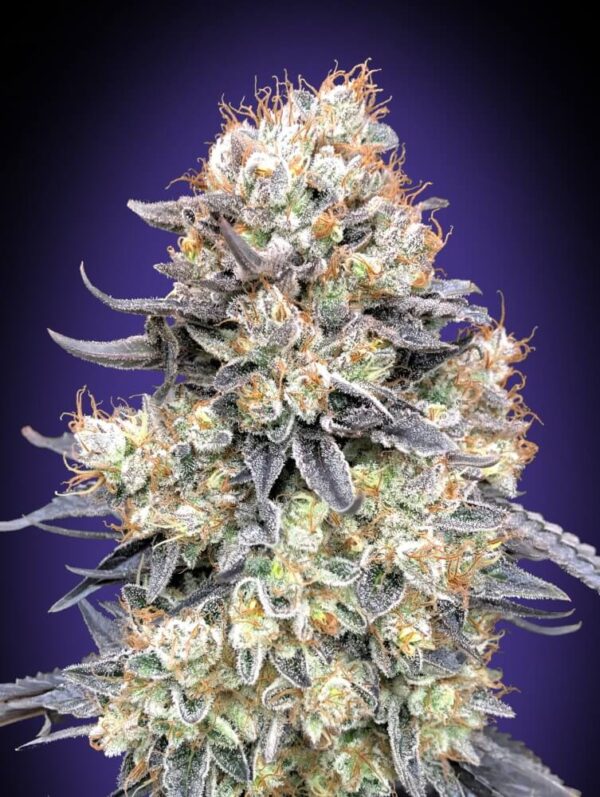 Purple Punch Auto Feminised Seeds by 00 Seeds