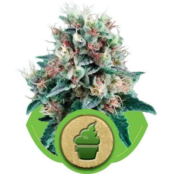 Royal Crea Auto Feminised Seeds by Royal Queen Seeds
