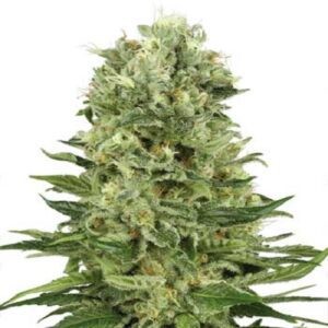 Auto Skunk #1 Feminised Seeds by White Label Seed Company