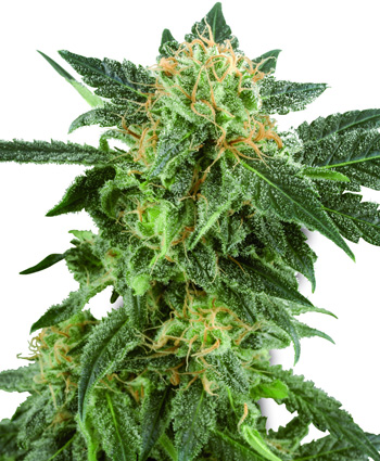 Auto Snow Ryder Feminised Seeds by White Label Seed Company