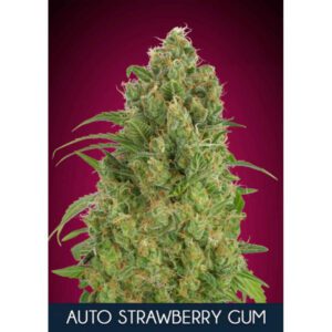 Strawberry Gum Auto Feminised Seeds by Advanced Seeds