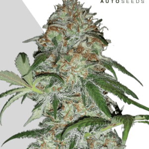 Sucker Punch Auto Feminised Seeds by Auto Seeds