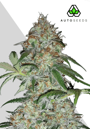Sucker Punch Auto Feminised Seeds by Auto Seeds